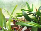Encyclia ionocentra1.jpg